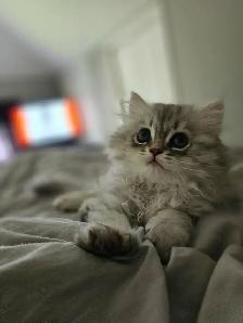 British LH Chinchilla kittens ready for new  -August  2026- - Photo 7