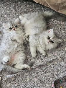 British LH Chinchilla kittens ready for new  -August  2026- - Photo 8