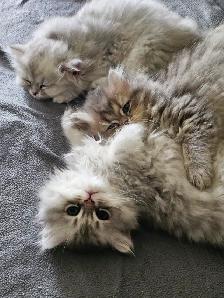 British LH Chinchilla kittens ready for new  -August  2026- - Photo 10
