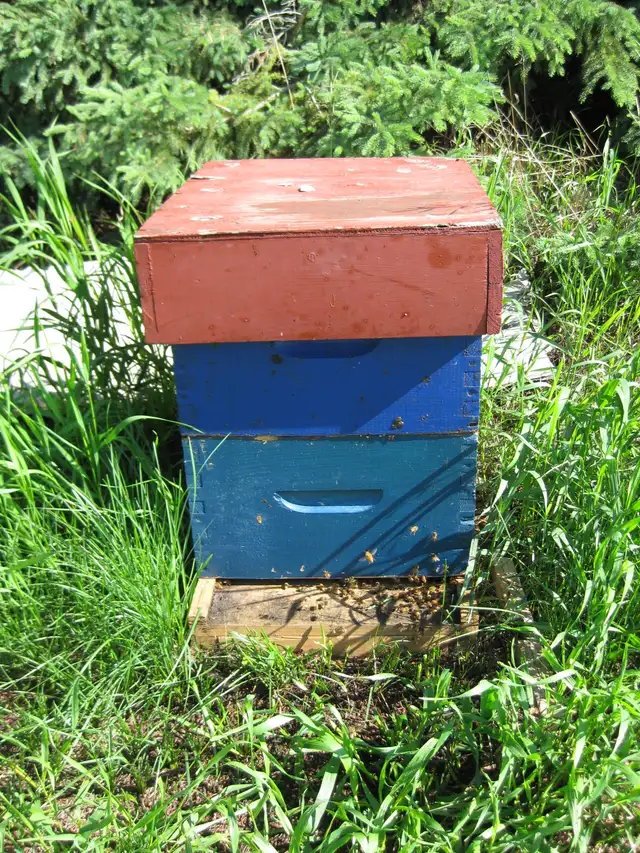 Bee Hives For Sale
