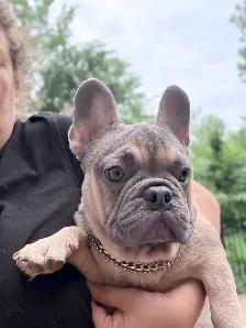 FRENCH BULLDOG PUPPIES