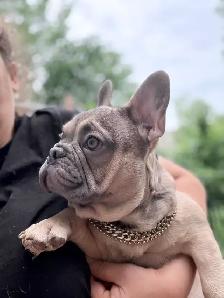 FRENCH BULLDOG PUPPIES - Photo 2