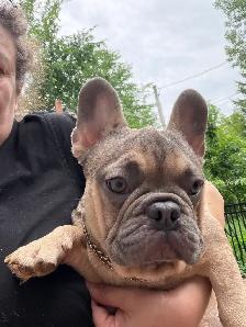 FRENCH BULLDOG PUPPIES - Photo 3