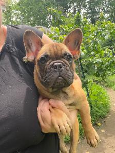 FRENCH BULLDOG PUPPIES - Photo 4