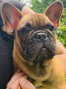 FRENCH BULLDOG PUPPIES - Photo 5
