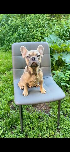 FRENCH BULLDOG PUPPIES - Photo 6