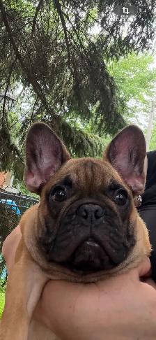 FRENCH BULLDOG PUPPIES - Photo 7