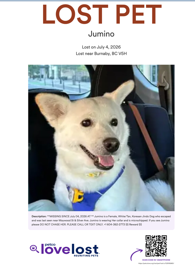 LOST PET - Tan / White / Korean Jindo / Female - $ Reward $