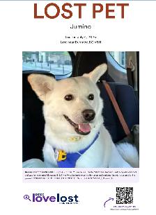 LOST PET - Tan / White / Korean Jindo / Female - $ Reward $