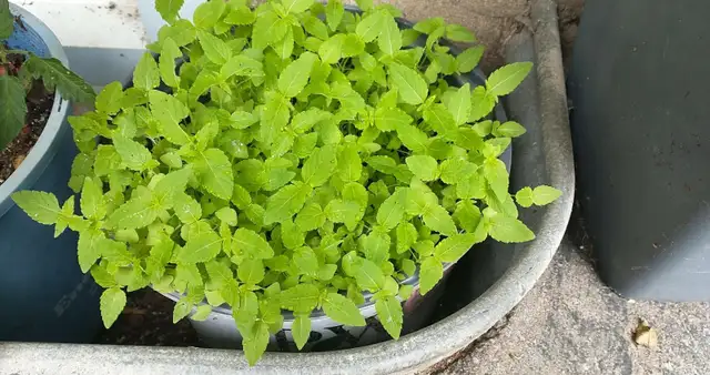 Hundreds of Healthy Chia Seedling in Large Planter Ready to Grow