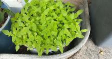Hundreds of Healthy Chia Seedling in Large Planter Ready to Grow