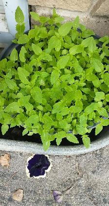 Hundreds of Healthy Chia Seedling in Large Planter Ready to Grow - Photo 2