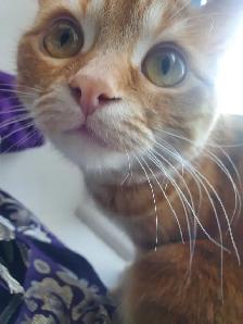 Dwarf small Cat Scratch Post!