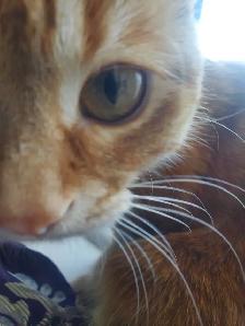 Dwarf small Cat Scratch Post! - Photo 2