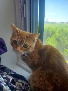 Dwarf small Cat Scratch Post! - Photo 3