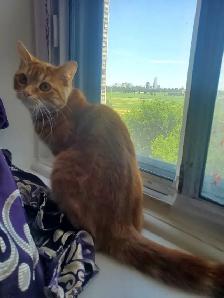 Dwarf small Cat Scratch Post! - Photo 4