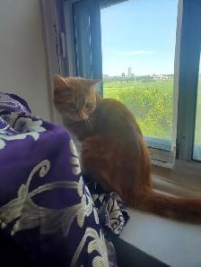 Dwarf small Cat Scratch Post! - Photo 5