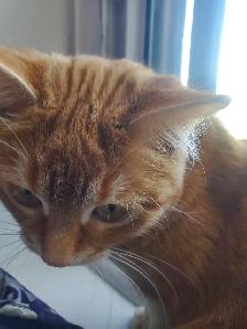 Dwarf small Cat Scratch Post! - Photo 6