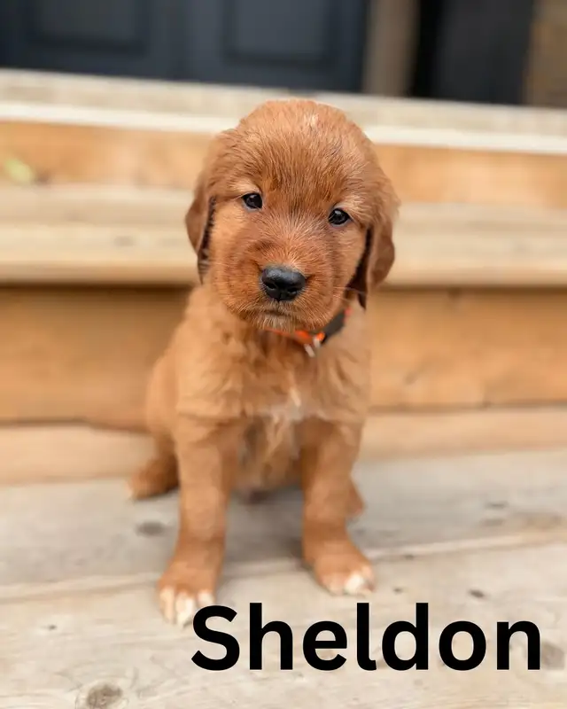 Gorgeous Purebred Red Golden Retriever Puppies