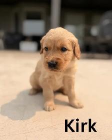 Gorgeous Purebred Red Golden Retriever Puppies - Photo 2