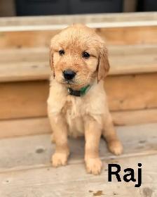 Gorgeous Purebred Red Golden Retriever Puppies - Photo 6