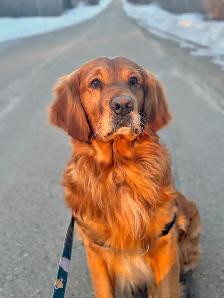Gorgeous Purebred Red Golden Retriever Puppies - Photo 9