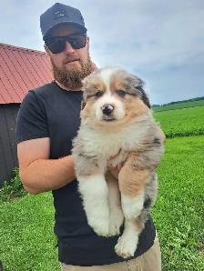 Australian Shepherd/bernese mix puppies
