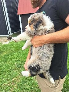 Australian Shepherd/bernese mix puppies - Photo 2