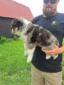 Australian Shepherd/bernese mix puppies - Photo 3