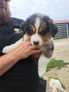Australian Shepherd/bernese mix puppies - Photo 4