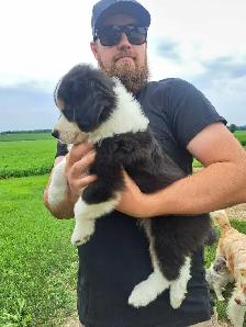 Australian Shepherd/bernese mix puppies - Photo 5