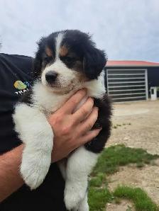 Australian Shepherd/bernese mix puppies - Photo 6