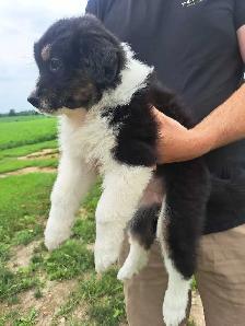 Australian Shepherd/bernese mix puppies - Photo 7
