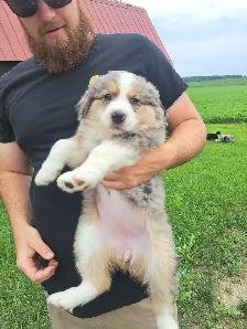 Australian Shepherd/bernese mix puppies - Photo 8