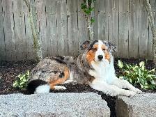 Australian Shepherd/bernese mix puppies - Photo 9