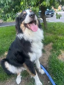 Australian Shepherd/bernese mix puppies - Photo 10