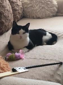 Young tuxedo cat up for adoption