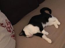 Young tuxedo cat up for adoption - Photo 4