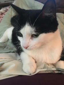 Young tuxedo cat up for adoption - Photo 5