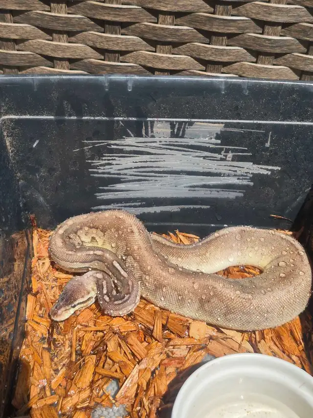 Female ball python
