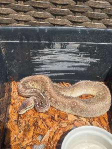 Female ball python