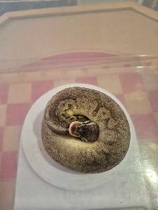 Female ball python - Photo 2