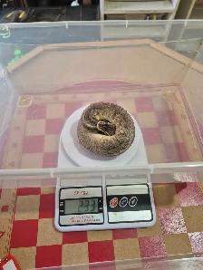 Female ball python - Photo 3