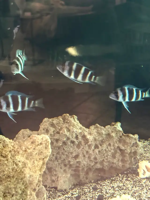 MOBA Frontosa
