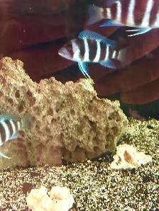 MOBA Frontosa - Photo 3