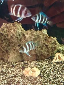 MOBA Frontosa - Photo 4