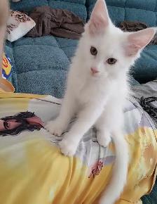 male Siberian kitten