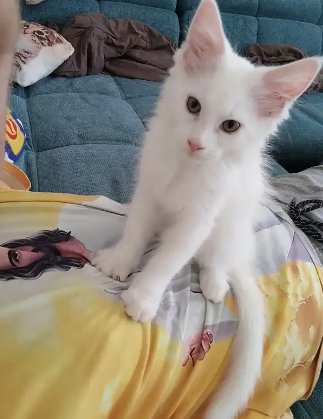 beautiful male kitten