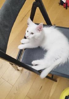 beautiful male kitten - Photo 2