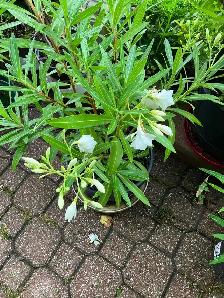 Oleander and fig trees, variety of colors, blooms plants flowers